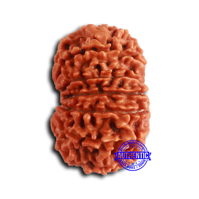 13 Mukhi Nepalese Rudraksha - Bead No. 372