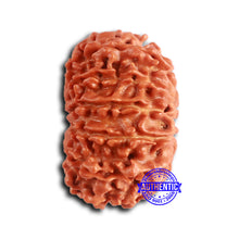 Load image into Gallery viewer, 13 Mukhi Nepalese Rudraksha - Bead No. 373
