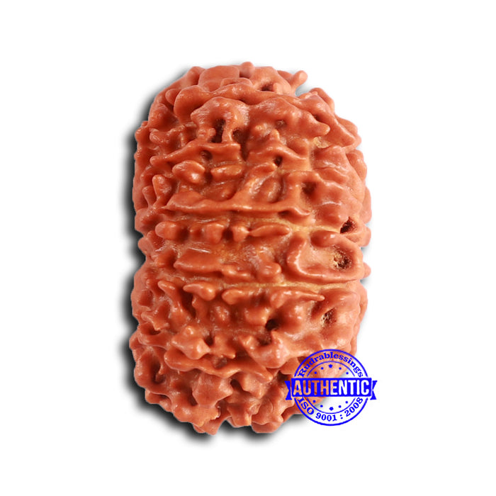 13 Mukhi Nepalese Rudraksha - Bead No. 373