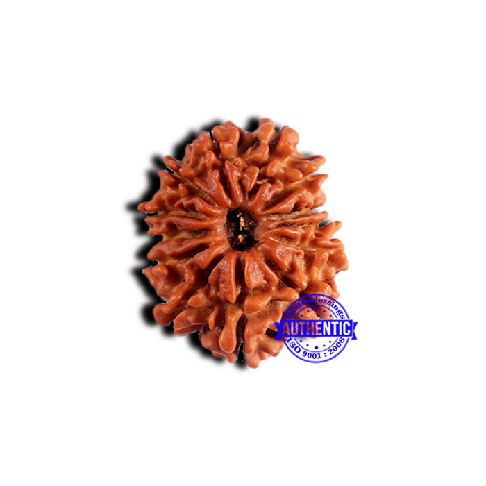 13 Mukhi Nepalese Rudraksha - Bead No. 376
