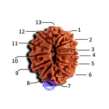 Load image into Gallery viewer, 13 Mukhi Nepalese Rudraksha - Bead No. 377
