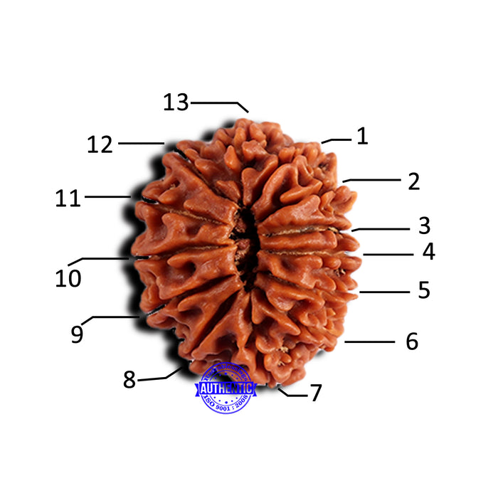 13 Mukhi Nepalese Rudraksha - Bead No. 377