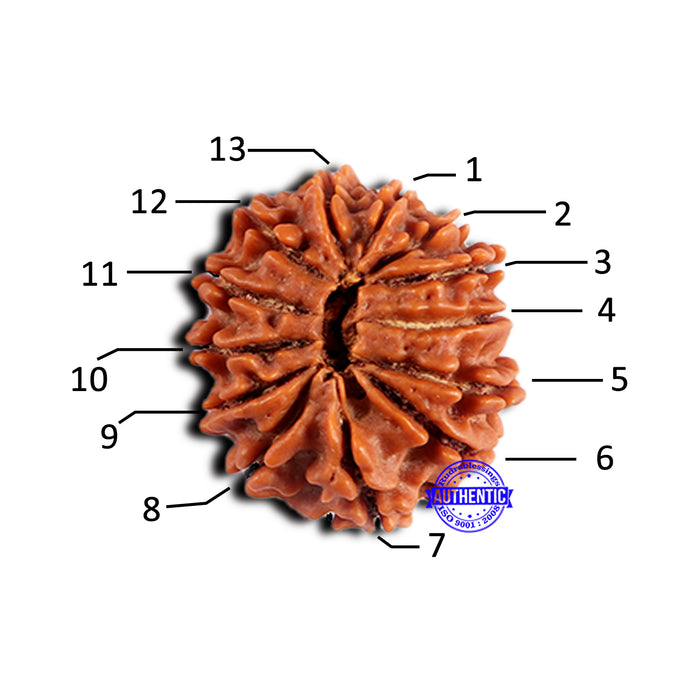 13 Mukhi Nepalese Rudraksha - Bead No. 378