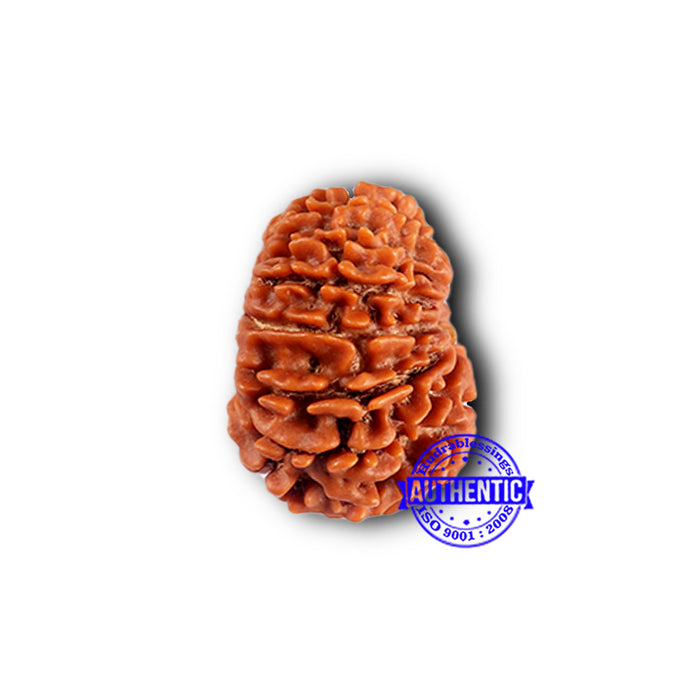 13 Mukhi Nepalese Rudraksha - Bead No. 378