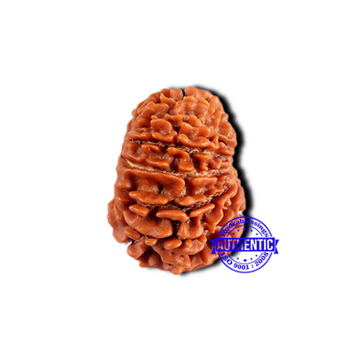 13 Mukhi Nepalese Rudraksha - Bead No. 378