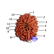Load image into Gallery viewer, 13 Mukhi Nepalese Rudraksha - Bead No. 379
