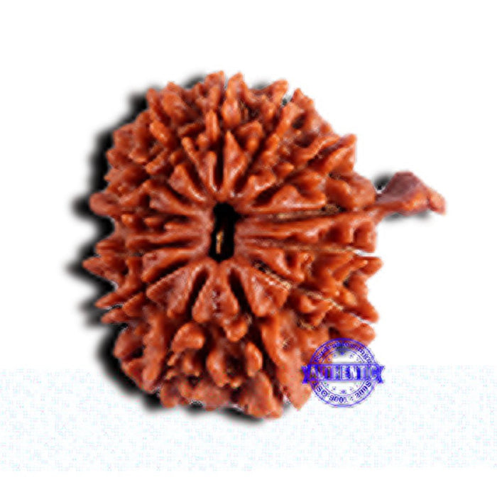 13 Mukhi Nepalese Ganesh Rudraksha - Bead No. 380
