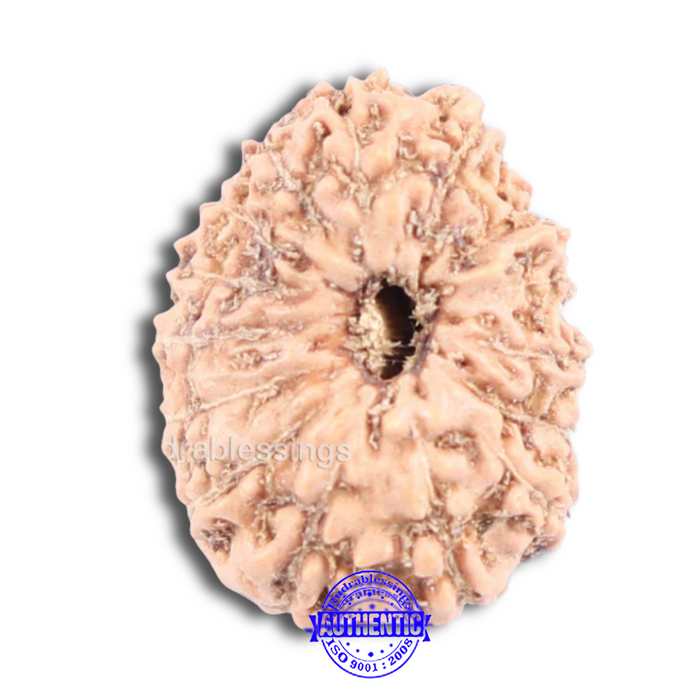 14 mukhi Indonesian Rudraksha -  Bead No. 141