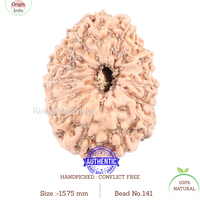 14 mukhi Indonesian Rudraksha -  Bead No. 141