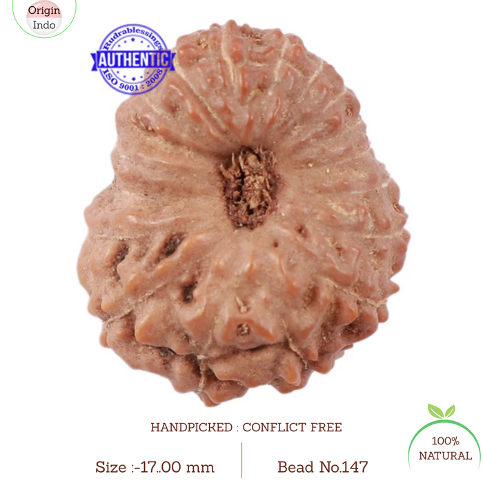 17 Mukhi Rudraksha from Indonesia - Bead No. 147