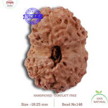 Load image into Gallery viewer, 17 Mukhi Rudraksha from Indonesia - Bead No. 148
