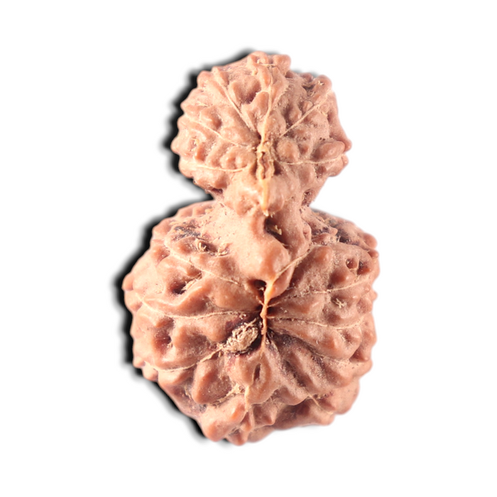 Indonesian Garbh Gauri Rudraksha - Bead No. 14