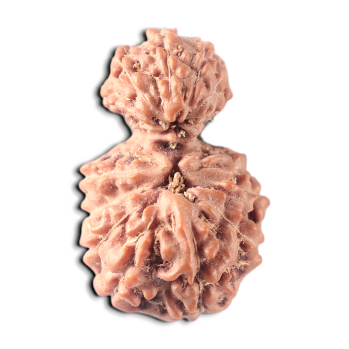 Indonesian Garbh Gauri Rudraksha - Bead No. 14