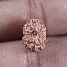 Load image into Gallery viewer, 14 mukhi Indonesian Rudraksha -  Bead No.410
