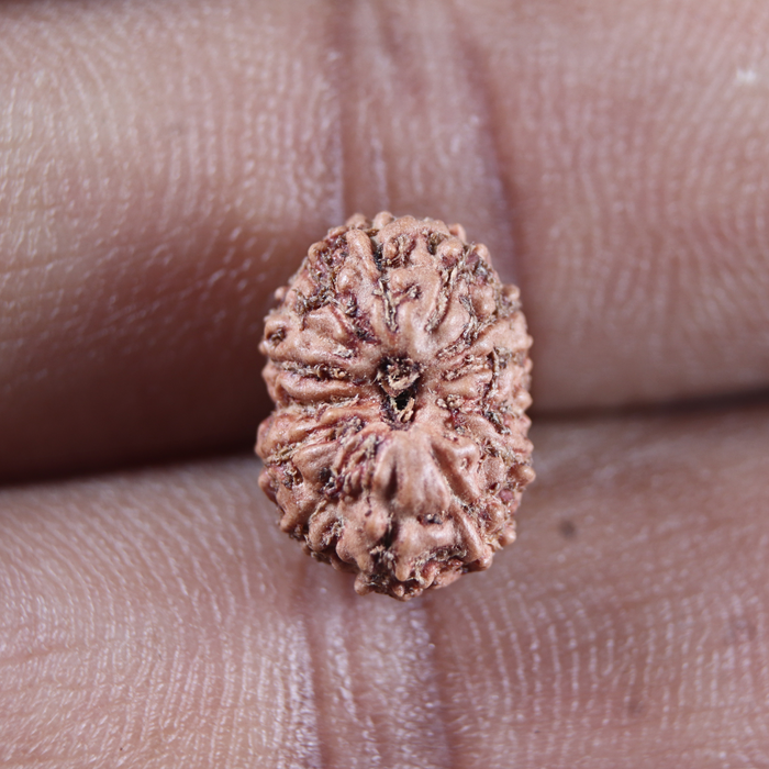 14 mukhi Indonesian Rudraksha -  Bead No.410