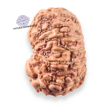 Load image into Gallery viewer, 14 mukhi Indonesian Rudraksha -  Bead No.410
