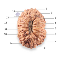 Load image into Gallery viewer, 14 mukhi Indonesian Rudraksha -  Bead No.410

