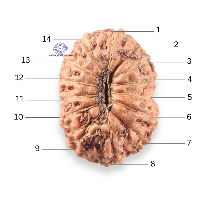 14 mukhi Indonesian Rudraksha -  Bead No.410