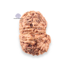 Load image into Gallery viewer, 14 mukhi Indonesian Rudraksha -  Bead No.410
