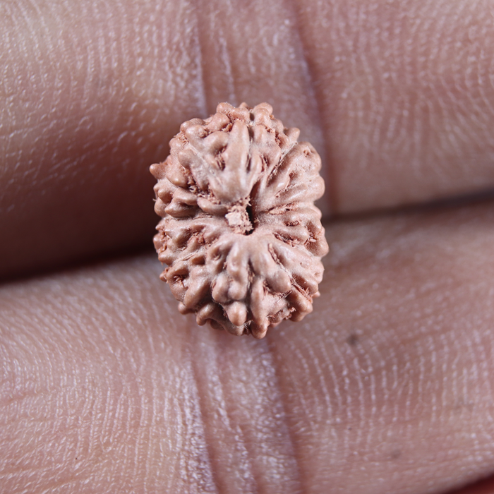 14 mukhi Indonesian Rudraksha -  Bead No.411