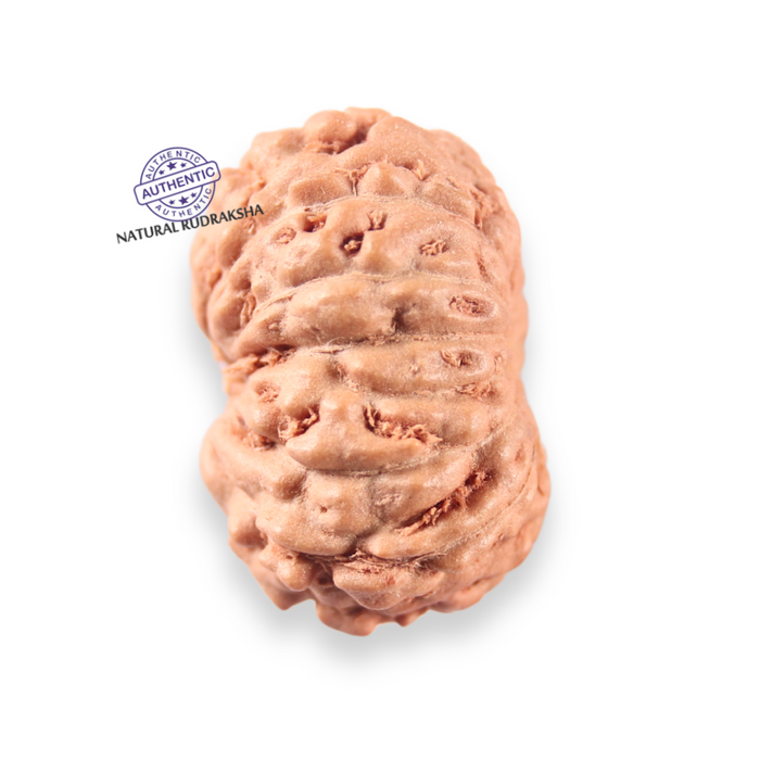 14 mukhi Indonesian Rudraksha -  Bead No.411