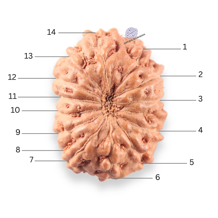 14 mukhi Indonesian Rudraksha -  Bead No.411
