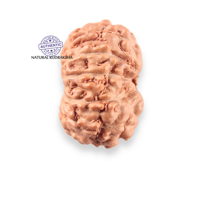 14 mukhi Indonesian Rudraksha -  Bead No.411