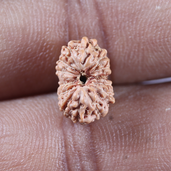 14 mukhi Indonesian Rudraksha -  Bead No.412