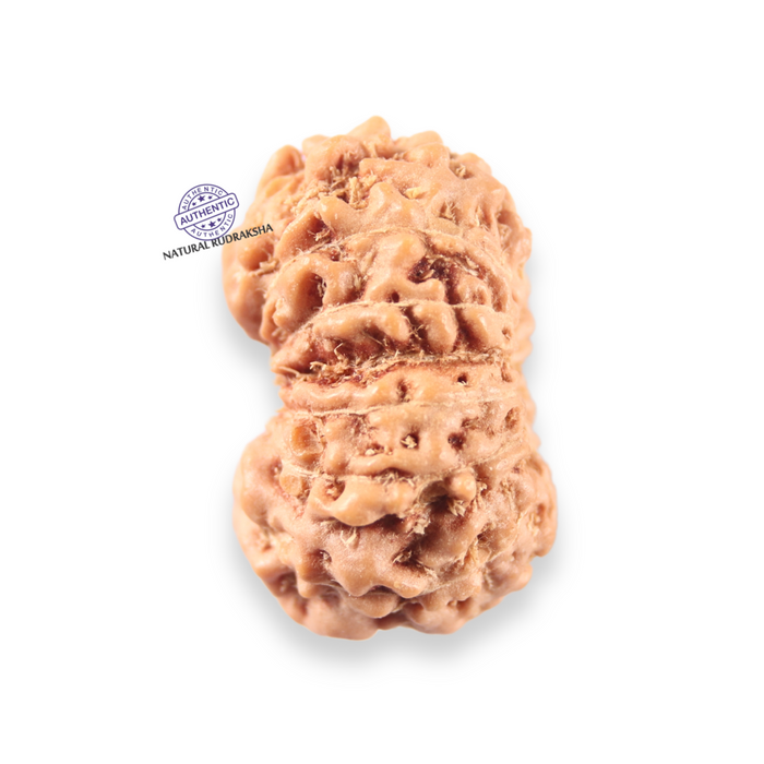 14 mukhi Indonesian Rudraksha -  Bead No.412