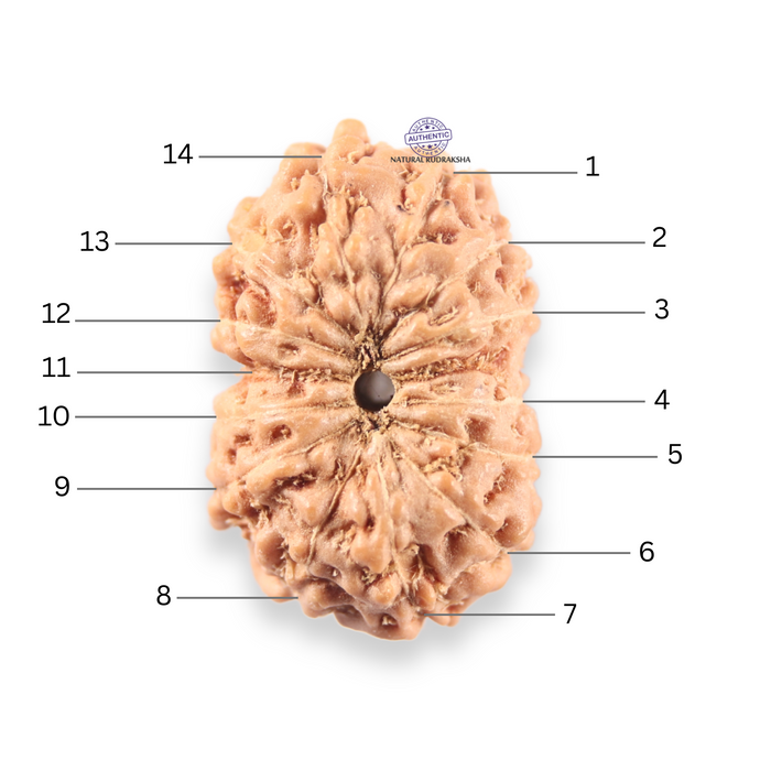 14 mukhi Indonesian Rudraksha -  Bead No.412