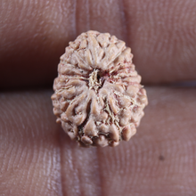 Load image into Gallery viewer, 14 mukhi Indonesian Rudraksha -  Bead No.413
