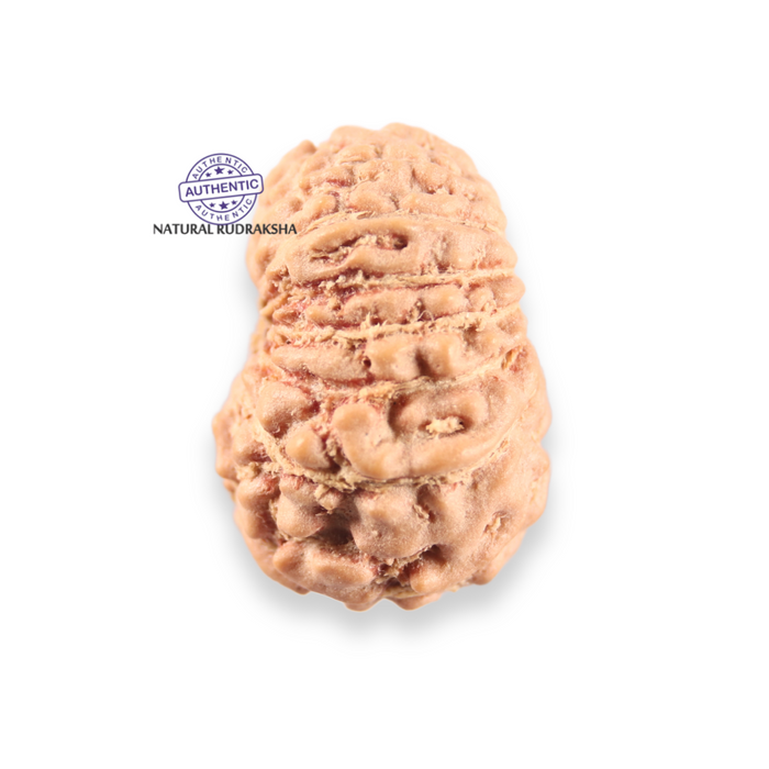 14 mukhi Indonesian Rudraksha -  Bead No.413