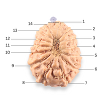 Load image into Gallery viewer, 14 mukhi Indonesian Rudraksha -  Bead No.413
