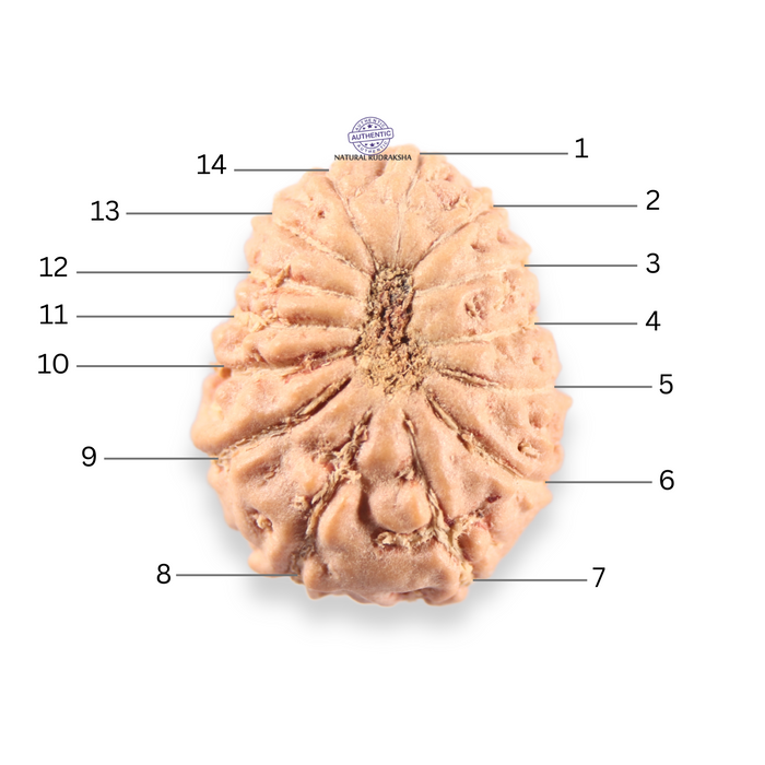 14 mukhi Indonesian Rudraksha -  Bead No.413