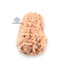 Load image into Gallery viewer, 14 mukhi Indonesian Rudraksha -  Bead No.413
