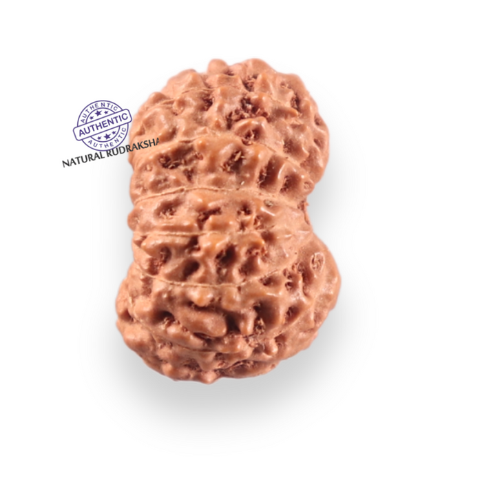14 mukhi Indonesian Rudraksha -  Bead No.414