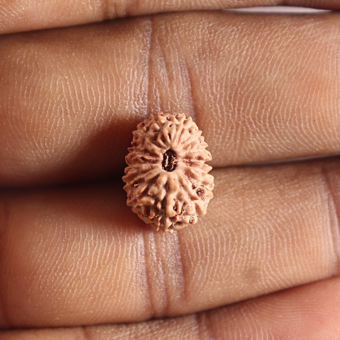 14 mukhi Indonesian Rudraksha -  Bead No.415