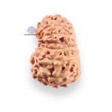 Load image into Gallery viewer, 14 mukhi Indonesian Rudraksha -  Bead No.415
