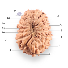 Load image into Gallery viewer, 14 mukhi Indonesian Rudraksha -  Bead No.415
