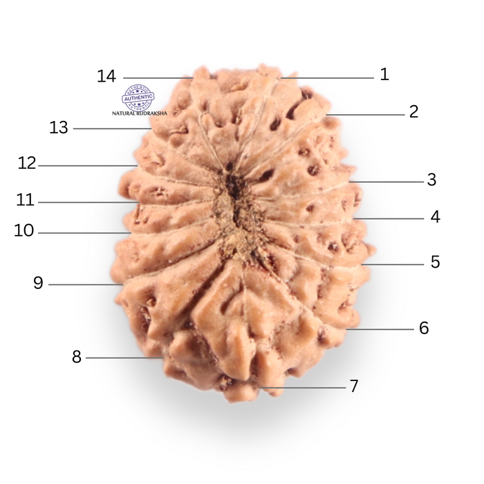 14 mukhi Indonesian Rudraksha -  Bead No.415