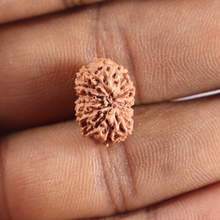 Load image into Gallery viewer, 14 mukhi Indonesian Rudraksha -  Bead No. 418
