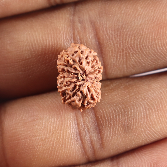 14 mukhi Indonesian Rudraksha -  Bead No. 418