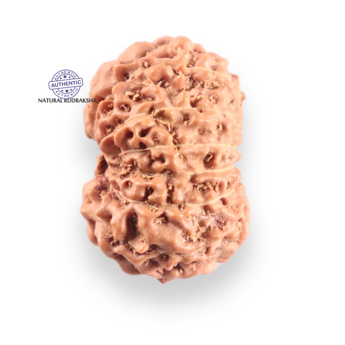 14 mukhi Indonesian Rudraksha -  Bead No. 418