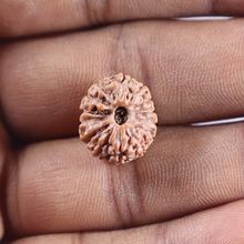 Load image into Gallery viewer, 14 mukhi Indonesian Rudraksha -  Bead No. 419
