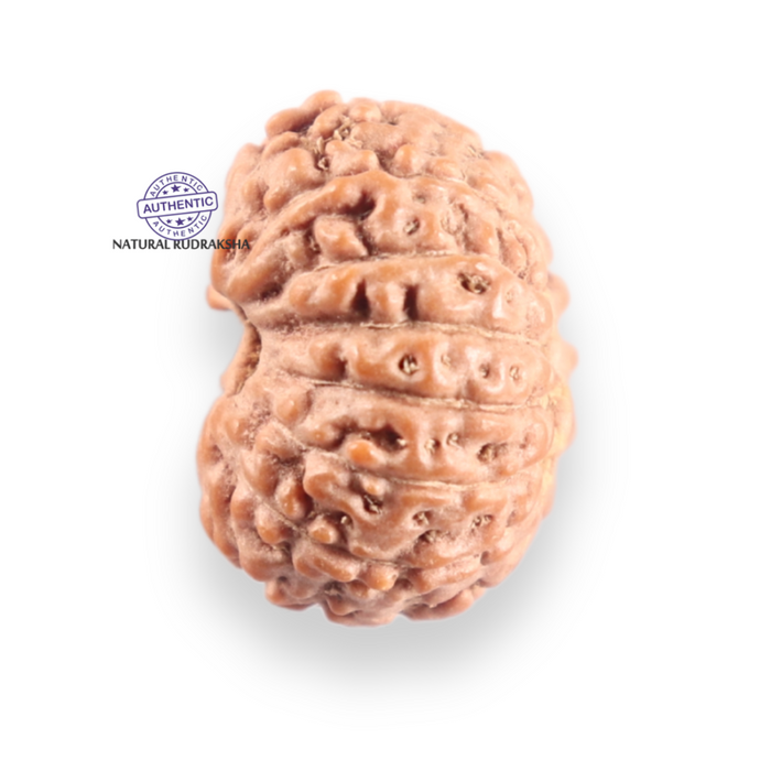 14 mukhi Indonesian Rudraksha -  Bead No. 419