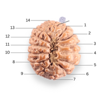 Load image into Gallery viewer, 14 mukhi Indonesian Rudraksha -  Bead No. 419
