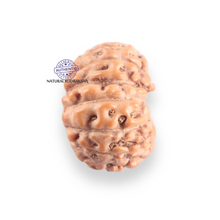 Load image into Gallery viewer, 14 mukhi Indonesian Rudraksha -  Bead No. 419
