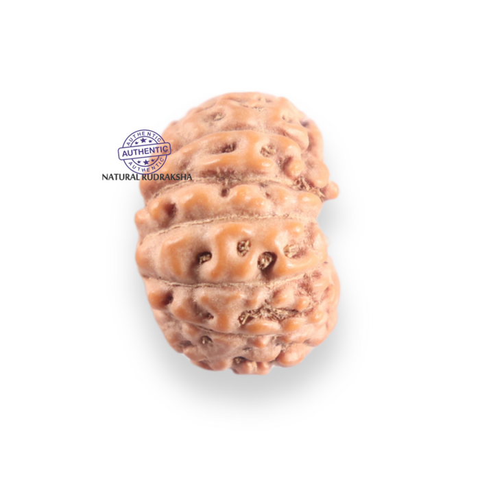 14 mukhi Indonesian Rudraksha -  Bead No. 419