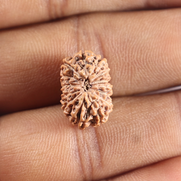 14 mukhi Indonesian Rudraksha -  Bead No. 421