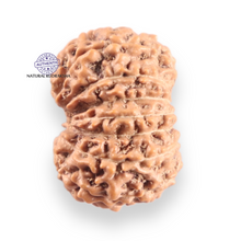 Load image into Gallery viewer, 14 mukhi Indonesian Rudraksha -  Bead No. 421
